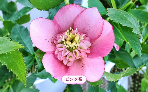 八ヶ岳・原村産　クリスマスローズ（半八重咲き）2鉢セット 【白系×ピンク系】 | クリスマスローズ 花苗 鉢植え 鉢花 信州 八ヶ岳 長野県 諏訪郡 原村
