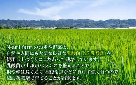 【令和8年産新米・先行予約】農家直送　こしひかり 10kg 精米済み 8月より発送開始＜57-3a＞
