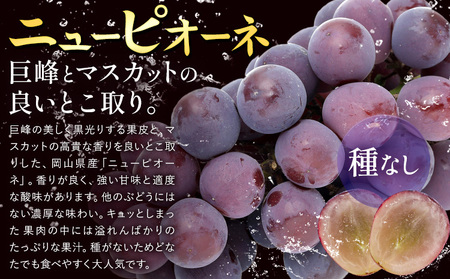 【2026年先行予約】ぶどう ニューピオーネ ご家庭用 1kg 以上 2房《2026年8月上旬-9月中旬頃出荷》株式会社fruceed ぶどう 送料無料 岡山県 浅口市 ぶどう フルーツ 果物 くだも
