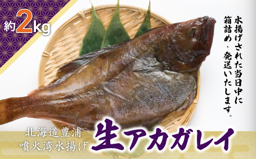 北海道 豊浦 噴火湾 水揚げ 生アカガレイ 約2kg TYUO077