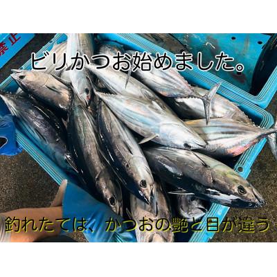 ふるさと納税 南国市 釣れたてその日に発送!ビリかつお刺身・わら焼きタタキ 各250g×1節(醤油・ニンニク・タレ付き) |  | 02