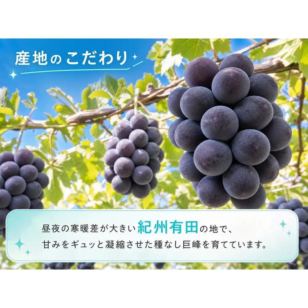 紀州有田産の種なし巨峰ぶどう約２kg【先行予約】【2026年8月中旬以降発送予定】  巨峰