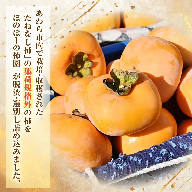 【先行予約】【訳あり】【2026年10月下旬～11月中旬に発送予定】甘みすっきり！あわらのたねなし柿 約3.5kg（18個入）（ご家庭用）／ 果物 フルーツ 産地直送 期間限定 ※2026年10月下旬