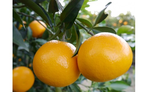 ※先行予約・2026年3月下旬発送開始予定※ 秀品 春峰 5kg L～3Lサイズお任せ