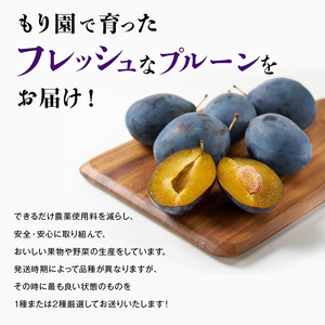 プルーン もり園 北海道産 プルーン【約3kg(500g×6パック)】