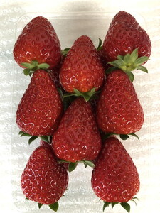 おかげさまで21年目 毎年大好評の甘い美味しい苺（レギュラーパック2Lサイズ×2パック）（古都華（ことか））※北海道・沖縄・離島への配送不可 ※2026年1月上旬頃より順次発送予定