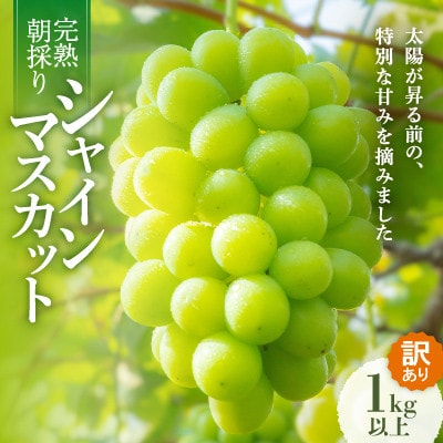 【先行受付/訳あり】岡山県産シャインマスカット約1.0kg(2～3房)【配送不可地域：離島】【1706841】