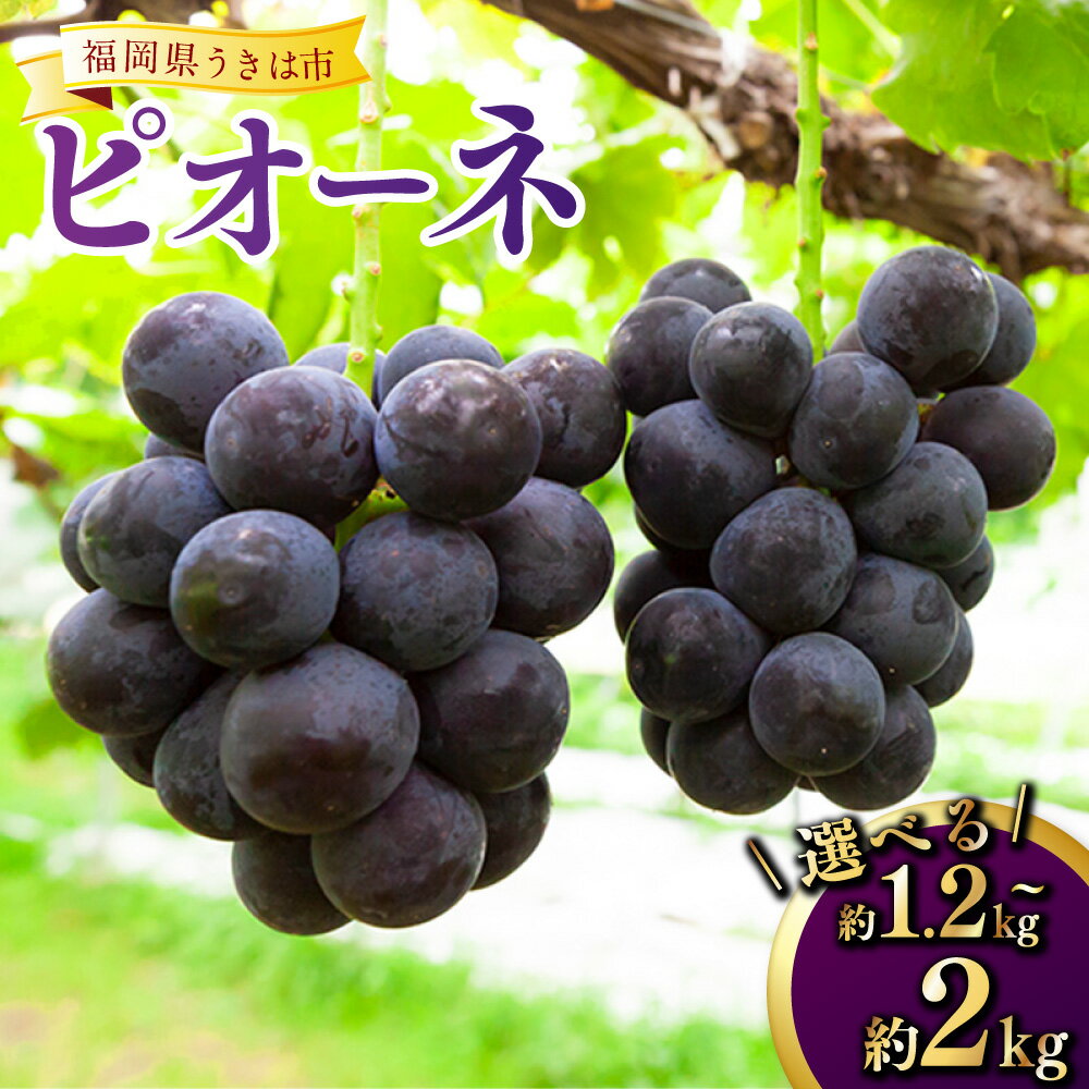 【ふるさと納税】＜選べる容量＞【先行予約】平塚巨峰園 ピオーネ （3房から4房 （約1.2kg） ／ 4房から5房 （約2kg） ） 【2026年7月上旬～7月下旬より順次発送予定】 ／ ぶどう ブドウ 葡萄 フルーツ 果物 果実 大粒 種無し 種なし 冷蔵 送料無料 福岡県 うきは市