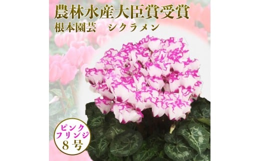 【先行予約】シクラメン ピンク系フリンジ 8号鉢 | 花 お花 ガーデンシクラメン ピンク 8号 花ギフト フラワーギフト 鉢花 鉢植え ギフト プレゼント 贈答 農林水産大臣賞受賞 根本園芸