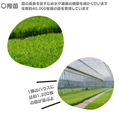 ふるさと納税 弥富市 愛知産弥富市産コシヒカリ10kg　2袋 |  | 02