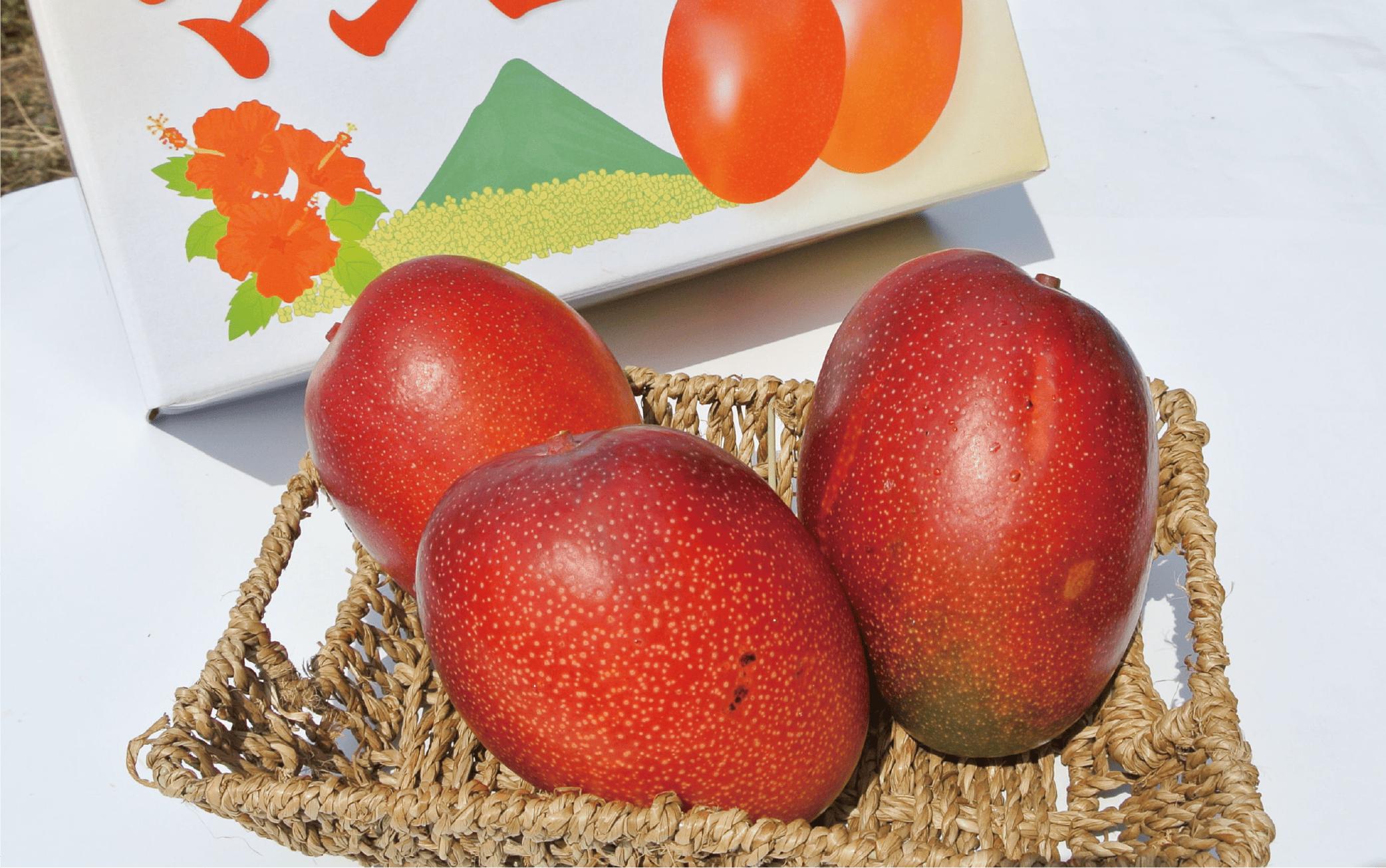 【2026年 発送】＜訳あり＞地下から湧き出る温泉と蒸気熱を利用栽培した温泉完熟マンゴー約1kg(トロピカルファームいぶすき/016-1764) マンゴー フルーツ 果物 くだもの 旬 夏 指宿 いぶ