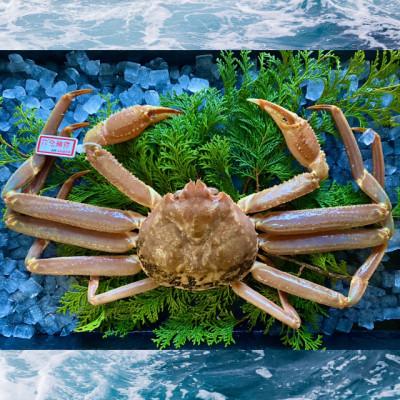 ふるさと納税 北栄町 【活】ブランドタグ付き松葉ガニ大　800〜940g前後　1枚