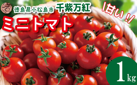 【2026年5月発送】 ミニトマト 千紫万紅 甘い 国産 1kg ミニトマト ミニトマト ミニトマト ミニトマト ミニトマト