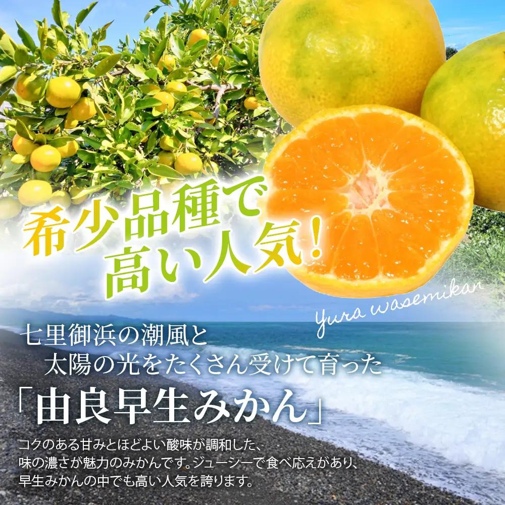 みかん 由良早生みかん 約3kg【nkmr0019】