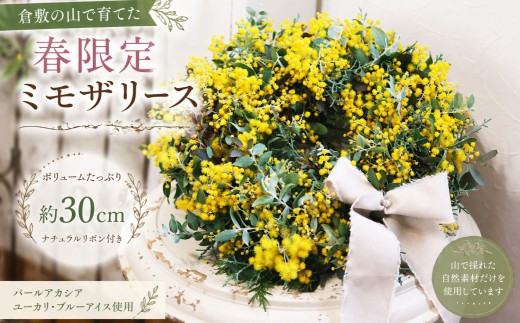 【 倉敷市栽培 】 山で育てたパールアカシアの贅沢ナチュラルリース 約30cm ユーカリとブルーアイスの春限定壁飾り リース 壁飾り 花飾り インテリア リビング 玄関 寝室 お花 花 【 2027年3月下旬～4月上旬発送予定 】