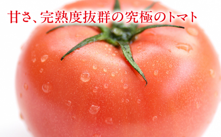 先行予約（2026年7月上旬頃から順次発送）甘塾トマト 麗月 Lサイズ 4kg【119-4】