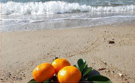 みかん 約10kg（家庭用）【2025年11月下旬から発送】