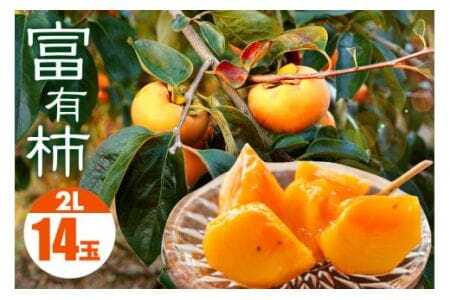  富有柿 2L 14玉 1段箱 坂川果樹園 柿 甘い柿 かき 富有カキ 甘い 果物 フルーツ くだもの カキ 富有かき 秋 旬 甘柿 糖度 贈答用 贈答品 ギフト 贈り物 品種 ブランド 11月 12月 発送 産地直送 農家直送 産直 茨城県 石岡市 (A20-001)