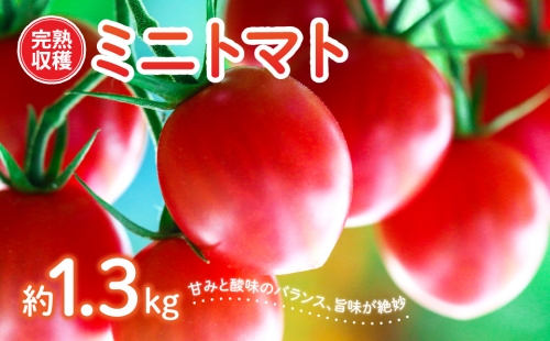 【甘みと酸味のバランス、旨みが絶妙な代表作】 完熟収穫 ミニトマト 約1.3kg