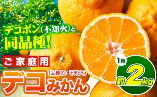 【先行予約】みかん デコポン デコみかん 熊本県産 (津奈木町産含む) 訳あり 約2kg前後 柑橘《2月中旬-4月末頃出荷》 みかん フルーツ 不知火 先行予約 訳あり 訳アリ ご家庭用 でこみかん 果物 予約受付　みかん ミカン 蜜柑 フルーツ 果物 みかん くだもの 柑橘 旬 果実 甘味 酸味 産地直送 みかん