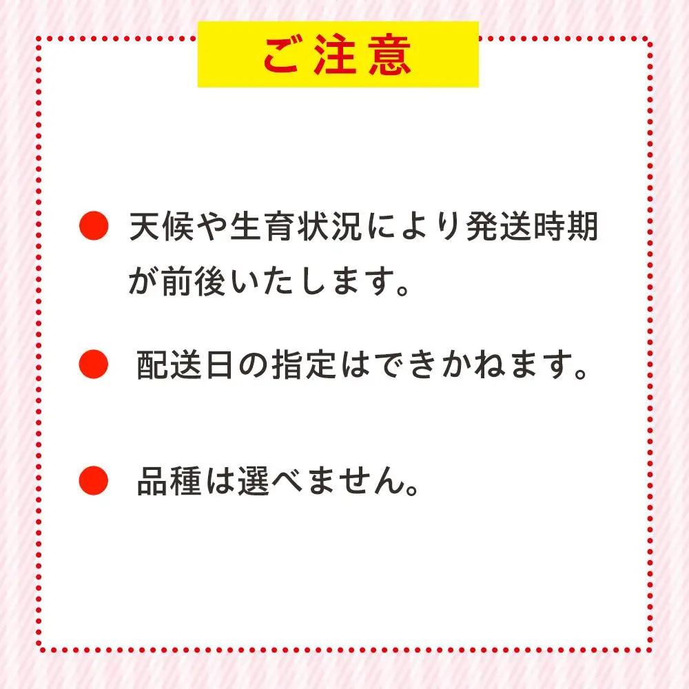 AK00-003 冷凍いちご 2袋セット