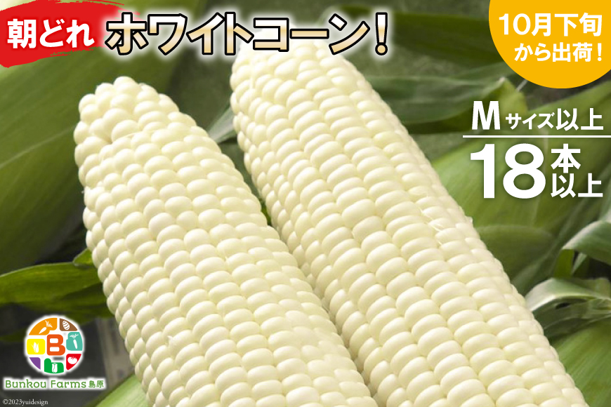 CF112 10月下旬から出荷！「幻の朝どれホワイトコーン！」Mサイズ以上×18本以上【全国的にも珍しい秋季出荷】