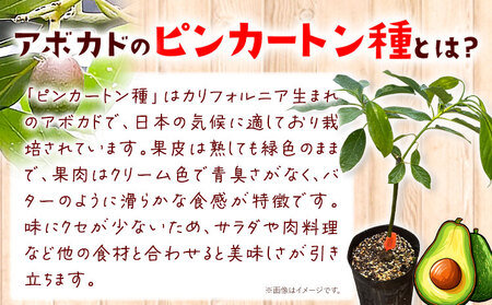 アボカド苗木 5～6号ポット ベーコン種 ピンカートン種 2種セット《30日以内に出荷予定(土日祝除く)》熊本県 津奈木町 南興ファーム アボカド 苗木 農業 ベーコン ピンカートン アボカドサンド 