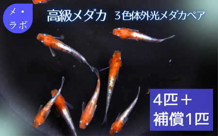 高級メダカ　3色体外光メダカ　2ペア