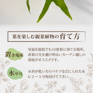 コウモリラン(ビカクシダ)焼き杉板付け