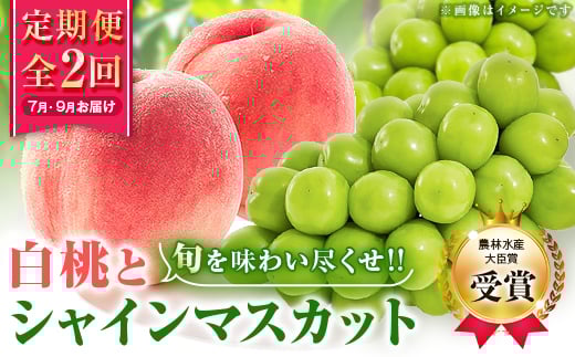 ＜発送月固定定期便＞＜農林水産大臣賞受賞!!＞山梨の白桃とシャインマスカットの全2回　各1kg以上【4005369】