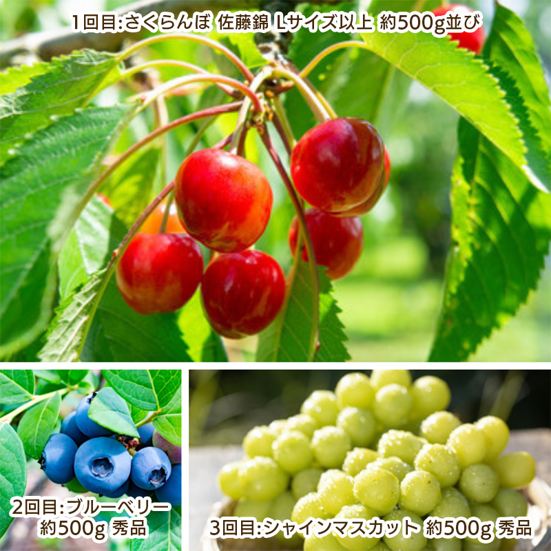 【定期便3回】やまがた　夏霞のフルーツ定期便 FY25-051