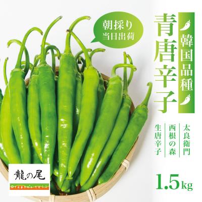 ふるさと納税 角田市 【宮城県産】生青唐辛子 龍の尾 300gセット(300g×1袋)7月末頃より順次発送