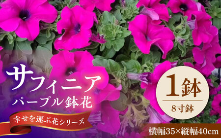 【4月末より順次発送】 サフィニア パープル 鉢花　/ 瑞浪市 中山園芸 花 お花 お祝い 鉢植え 生花 ギフト プレゼント フラワー[AZDC006]