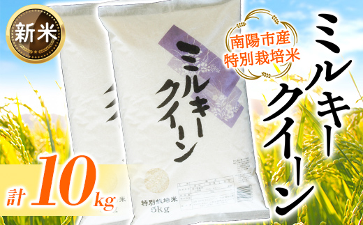 【令和8年産 新米 先行予約】 【金賞受賞農家】 特別栽培米 ミルキークイーン 計10kg (5kg×2袋) 《令和8年9月下旬～発送》 『あおきライスファーム』 [2409-R8]
