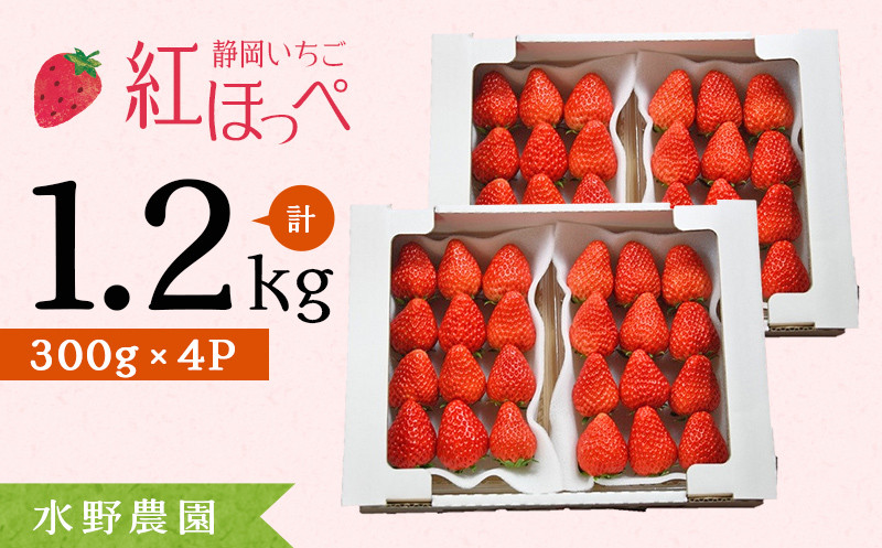 
１９２１　いちご 掛川産 完熟いちご 紅ほっぺ 300g×４P 1.2ｋｇ (8～15粒入×4P) R６年4月から順次発送 ①4月　②5月の中から発送時期をお選び下さい 水野農園
