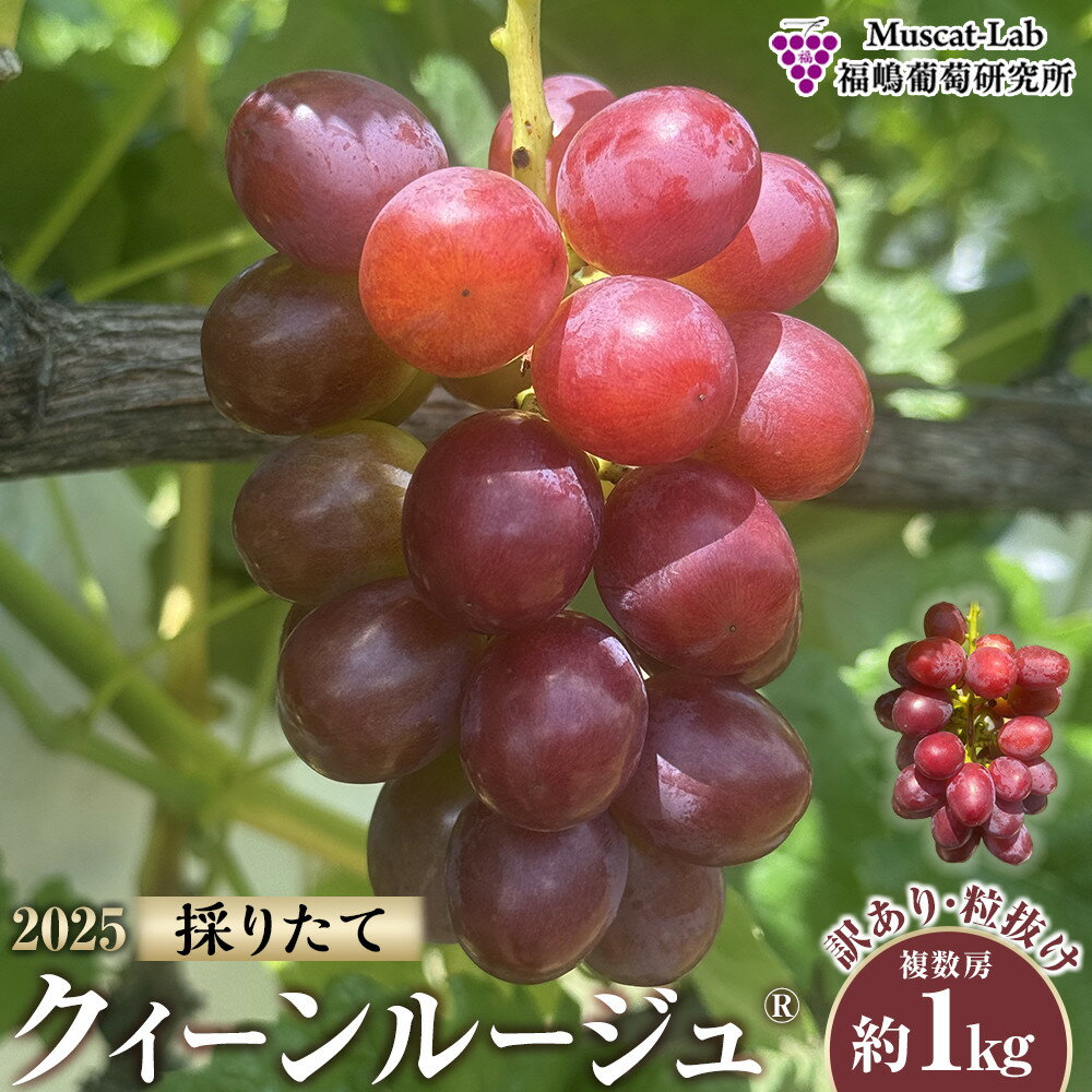 【ふるさと納税】【先行予約】2025 クイーンルージュ®　【訳あり粒抜け】　複数房　約1キロ　【10月初旬頃～順次発送予定】　長野県産　国際特許有機肥料栽培　 | フルーツ 果物 くだもの 食品 人気 おすすめ 送料無料