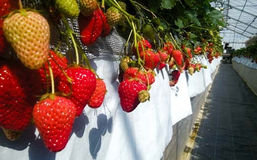 ＜高田いちご園＞ 苺狩りペア入場券(2名様) 食べ放題 いちご狩り 高田いちご園 ペア 入場券 2名 いちご 苺 イチゴ フルーツ 果物 体験 F21E-083