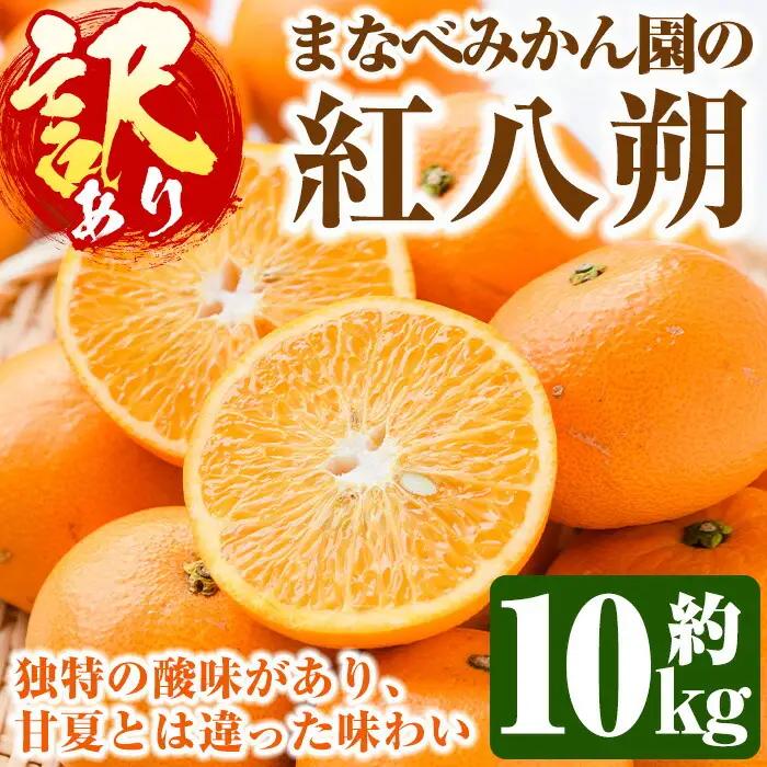＜先行予約受付中！2027年2月上旬以降順次発送予定＞訳あり！まなべみかん園の紅八朔(約10kg) 国産 鹿児島県産 阿久根市産 柑橘類 みかん 蜜柑 果物 ミカン デザート フルーツ 数量限定 期間限定 ご自宅用 ご家庭用【有限会社まなべみかん園】akn034-03