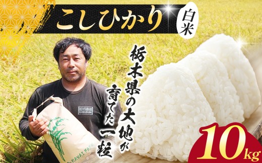 【先行予約】 米 お米 こめ コメ こしひかり コシヒカリ  10kg |新米 人気  送料無料  2026年産 栃木県産 栃木県 下野市
