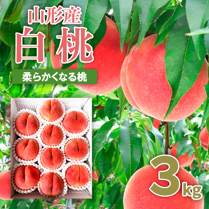 山形市産 桃 秀3kg(5～13玉)[柔らかくなる桃] 【令和8年産先行予約】FU20-062