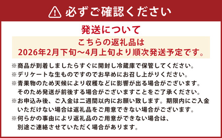 熊本産 ブラッドオレンジ 4キロ前後【2026年2月下旬～4月上旬迄順次発送予定】 オレンジ 果物 フルーツ 希少 国産