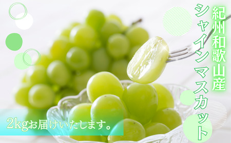 シャインマスカット 約2kg　紀州和歌山産【2024年8月下旬以降発送予定】【UT78】