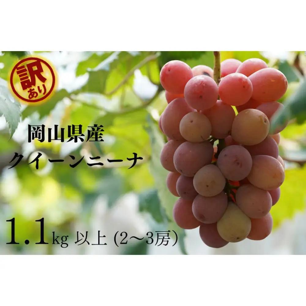 家庭用 クイーンニーナ　2～3房 合計1.1kg以上 産地直送 朝採れ ぶどう 葡萄 岡山 Kawahara Green Farm 2026年 | ぶどう