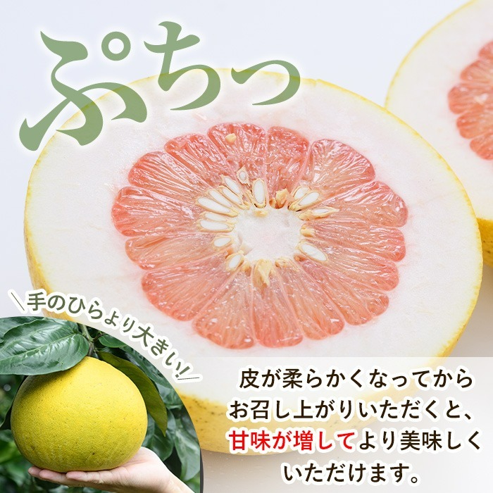 ＜先行予約受付中！2025年12月以降順次発送予定＞訳あり！数量限定！阿久根産ぼんたん(計8kg・6～7玉）国産 ボンタン 柑橘 果物 期間限定 文旦 訳アリ 不揃い【あくね旬の店いきいき館】akn015-13