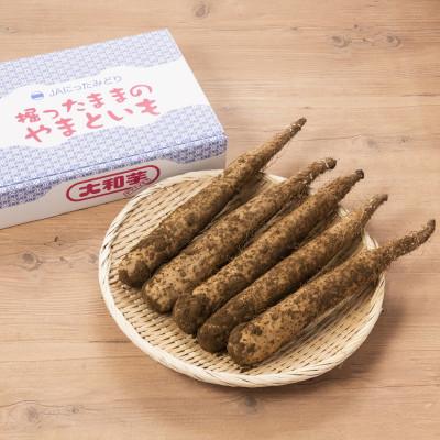 ふるさと納税 太田市 掘ったままの大和芋　約2kg×3ケース