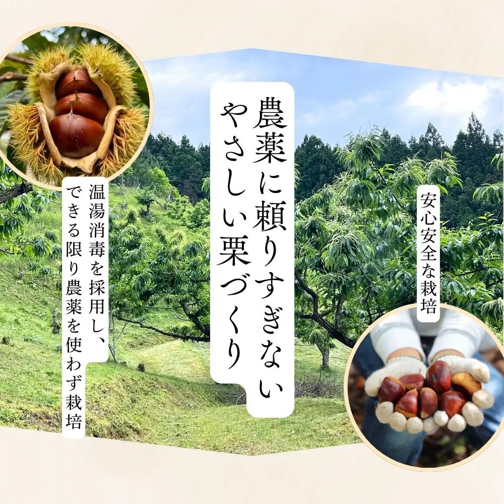 丹波栗 3L 1kg 品評会受賞 温湯消毒 栗