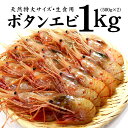 【ふるさと納税】超特大ボタンエビ1kg　お刺身OK！獲れたて急速冷凍