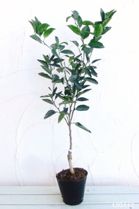 果樹 せとか 苗木 果樹苗 柑橘類 蜜柑 ミカン みかんの木 家庭菜園 植物 果物 くだもの 静岡県 藤枝市