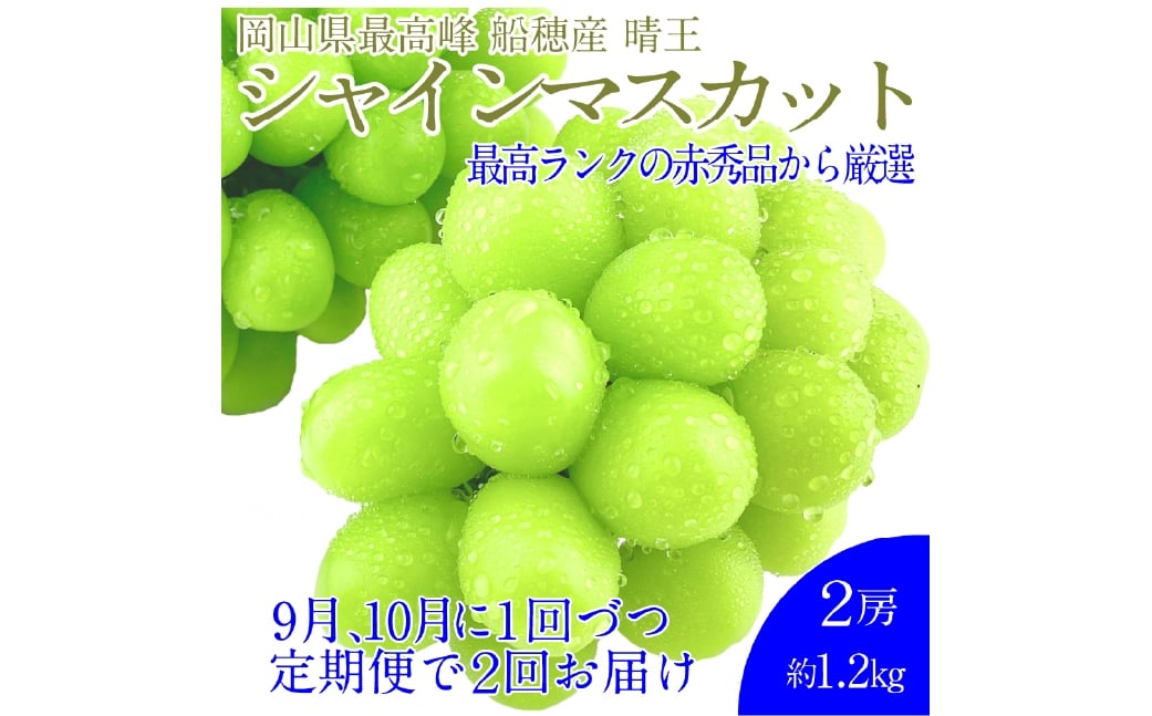 
             【2回定期便】プレミアム シャインマスカット 晴王 2房約1.2kg 2回 定期便 9月・10月に1回ずつお届け 種無し  皮ごと食べる  フレッシュ  旬の美味しさ【シャインマスカット マスカット ぶどう 葡萄 岡山県産   種無し 皮ごと食べる みずみずしい 9月～10月お届け フレッシュ 晴れの国おかやま 果物大国 贈答品 彩美菜果 岡山県 倉敷市 おすすめ 人気 】
          