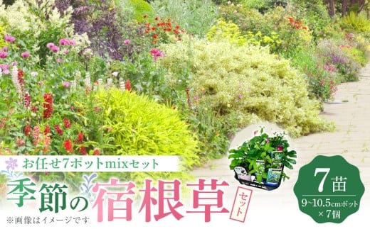 季節の宿根草 お任せ7ポットmixセット【切り花苗 花苗 花苗セット 花 季節の花 花セット ガーデニング 家庭菜園 園芸 初夏 夏 花壇 庭 鉢 玄関 プランター 寄せ植え  おうち時間 趣味 ベランダ 土っ子倶楽部  プレゼント ギフト 】